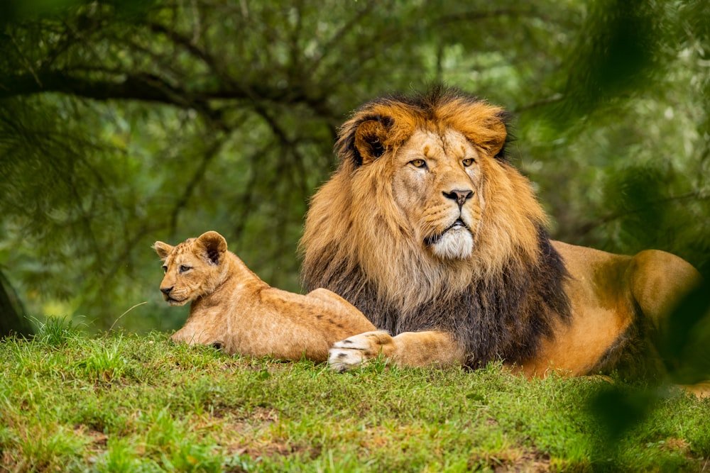 Uganda (Gorilla Safaris)